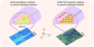 Graphical abstract: Unique orientation of 1D and 2D nanoparticle assemblies confined in smectic topological defects