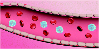 Graphical abstract: Biosafety evaluation of dual-responsive neutrobots