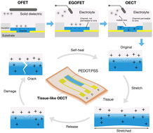 Graphical abstract: Tissue-like organic electrochemical transistors