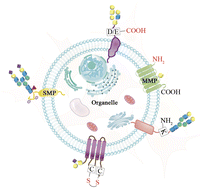 Graphical abstract: Cell surface glycoproteomics: deciphering glycoproteins through a unique analytical capture approach