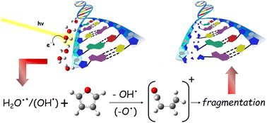 Graphical abstract: H2O˙+ and OH+ reactivity versus furan: experimental low energy absolute cross sections for modeling radiation damage