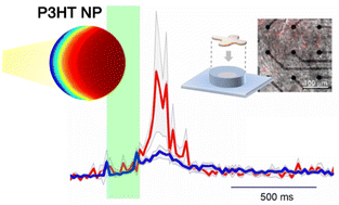 Graphical abstract: The light-dependent pseudo-capacitive charging of conjugated polymer nanoparticles coupled with the depolarization of the neuronal membrane