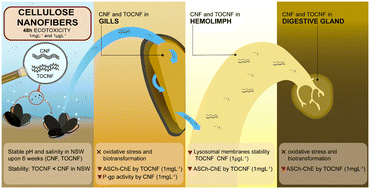 Graphical abstract: Environmental safety of nanocellulose: an acute in vivo study with marine mussels Mytilus galloprovincialis