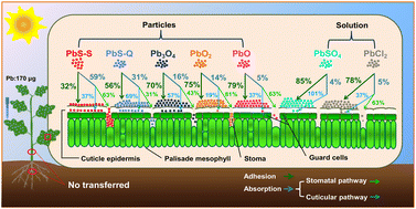 Graphical abstract: Quantitatively differentiating foliar adhesion and absorption of different lead-based particles on Solanum melongena L.