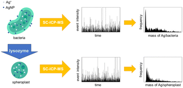Graphical abstract: Performance of single-cell ICP-MS for quantitative biodistribution studies of silver interactions with bacteria