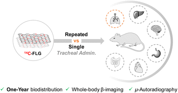 Graphical abstract: One-year post-exposure assessment of 14C-few-layer graphene biodistribution in mice: single versus repeated intratracheal administration