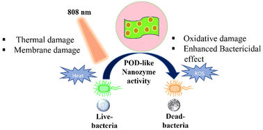 Graphical abstract: 2D-MoS2-supported copper peroxide nanodots with enhanced nanozyme activity: application in antibacterial activity