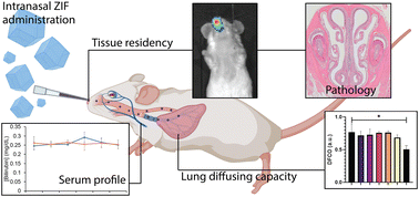 Graphical abstract: In vivo biocompatibility of ZIF-8 for slow release via intranasal administration