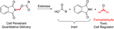 Graphical abstract: N-Acyloxymethyl-phthalimides deliver genotoxic formaldehyde to human cells