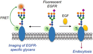 Graphical abstract: Engineering of cell-surface receptors for analysis of receptor internalization and detection of receptor-specific glycosylation