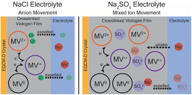 Graphical abstract: Water-coupled monovalent and divalent ion transport in polyviologen networks