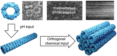 Graphical abstract: Hierarchical peroxiredoxin assembly through orthogonal pH-response and electrostatic interactions