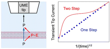 Graphical abstract: Transient theory for scanning electrochemical microscopy of biological membrane transport: uncovering membrane–permeant interactions