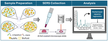 Graphical abstract: Characterization of vaginal Lactobacillus in biologically relevant fluid using surface-enhanced Raman spectroscopy