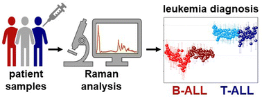 Graphical abstract: Advancing triage of acute lymphoblastic leukaemia subtypes diagnosis: label-free Raman spectroscopy for precise single-cell phenotyping and subtype classification