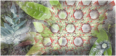 Graphical abstract: Structure features of a supramolecular organic framework self-assembled from a chiral natural compound