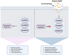 Graphical abstract: Antifungal profile and mechanism of bioinspired nanoscale magnesium against the agriculturally important pathogen Fusarium oxysporum f. sp. niveum