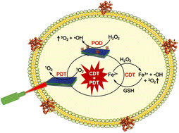 Graphical abstract: G4-Hemin-loaded 2D nanosheets for combined and targeted chemo-photodynamic cancer therapy