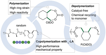 Graphical abstract: cis-Fused cyclohexane promoted the chemical recycling of polycarbonate to monomer