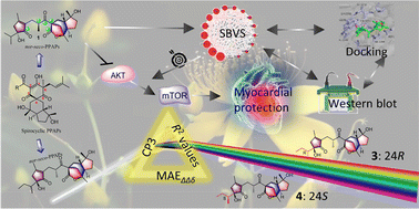 Graphical abstract: Unprecedented nor-seco-polycyclic polyprenylated acylphloroglucinols counteract myocardial cell injury via activation of the Akt/mTOR signaling pathway