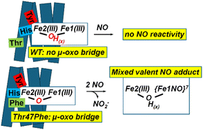 Graphical abstract: A single outer-sphere amino-acid substitution turns on the NO reactivity of a hemerythrin-like protein