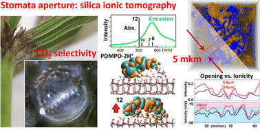 Graphical abstract: Stomata biosilica and Equisetum photosynthesis: ionic tomography insight using a PDMPO silicaphilic probe