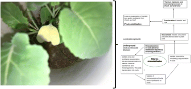 Graphical abstract: The effect of biosolid/soil composition on growth and uptake of zinc (Zn) by broccoli (Brassica oleracea var.) under greenhouse conditions