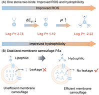 Graphical abstract: A trident-like multi-cationic photosensitizer with stabilized membrane camouflage for efficient tumor-targeted photodynamic therapy