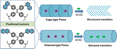 Graphical abstract: Positional isomerism-directed formation of hydrogen-bonded organic frameworks with distinct single-crystal transformation pathways