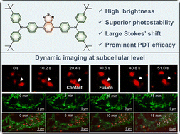 Graphical abstract: Red/NIR-emissive AIE nanoprobe to track subcellular dynamics in a photodynamic therapy process
