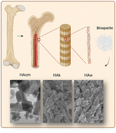 Graphical abstract: Bone-derived hydroxyapatite: ultrastructure and tuning for controlled dissolution characteristics for a model nanofertilizer