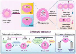 Graphical abstract: Microgel-engineered temperature-responsive microcapsules at liquid interfaces for sequential biocatalytic reactions