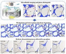 Graphical abstract: Impact of multiphasic pore-scale interactions on gas hydrate formation and dissociation characteristics and kinetics: a microfluidic study