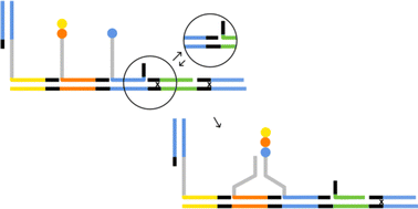Graphical abstract: Mechanism for a molecular assembler of sequence-controlled polymers using parallel DNA and a DNA polymerase