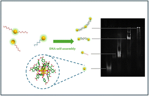 Graphical abstract: Designing atomically precise gold nanocluster architectures with DNA-guided self-assembly and biofunctionalization approaches