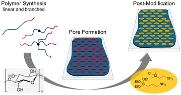Graphical abstract: Development and modification of porous polymer structures in the vicinity of cellulose fibers