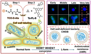 Graphical abstract: Bioorthogonal probes for L-form conversion visualization and insights into antimicrobial resistance