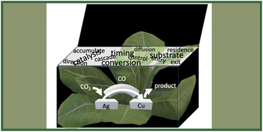 Graphical abstract: Insights from designing an artificial cascade catalysis system using principles from substrate channeling in enzymes