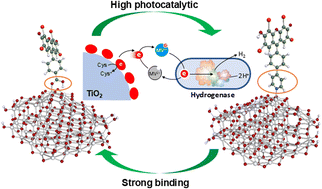 Graphical abstract: Improved charge transfer performance of eosin Y-sensitized anatase TiO2 by anchoring group modification: from theoretical design to experiment