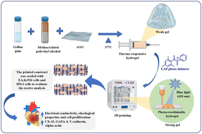 Graphical abstract: An electrically conductive gellan gum/polyvinyl alcohol interpenetrating network hydrogel: a dual crosslinked 3D printing ink for cardiac tissue
