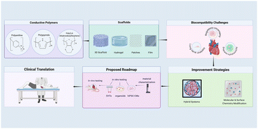 Graphical abstract: Evaluating and improving biocompatibility of conductive polymers for cardiac tissue engineering