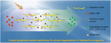 Graphical abstract: Uranyl–graphene oxide composite membranes for enhanced photocatalytic tributyl phosphate degradation