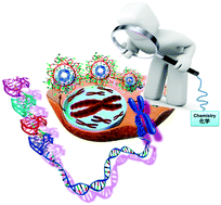 Graphical abstract: Chemistry in human telomere biology: structure, function and targeting of telomere DNA/RNA
