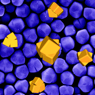Graphical abstract: Ripening of bimodally distributed AgCl nanoparticles