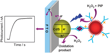 Graphical abstract: Chemiluminescence excited photoelectrochemistry using graphene–quantum dots nanocomposite for biosensing