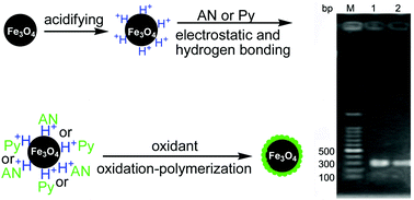 Graphical abstract: Surfactant-free synthesis of Fe3O4@PANI and Fe3O4@PPy microspheres as adsorbents for isolation of PCR-ready DNA