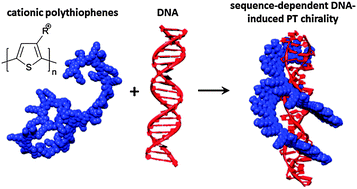 Graphical abstract: Chirality in DNA–π-conjugated polymer supramolecular structures: insights into the self-assembly