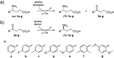 Graphical abstract: Enzymatic synthesis of chiral γ-amino acids using ω-transaminase