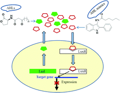 Graphical abstract: Indole-based novel small molecules for the modulation of bacterial signalling pathways