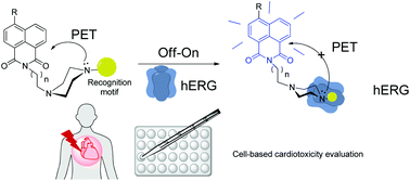 Graphical abstract: Novel intramolecular photoinduced electron transfer-based probe for the Human Ether-a-go-go-Related Gene (hERG) potassium channel